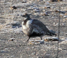 Greater Sage-Grouse female